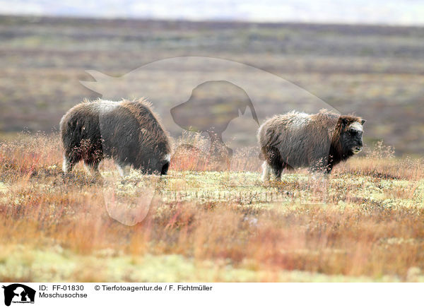 Moschusochse / musk ox / FF-01830