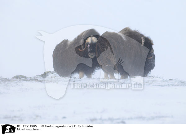 Moschusochsen / musk oxes / FF-01985