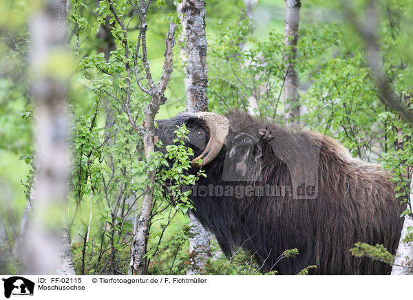 Moschusochse / musk ox / FF-02115