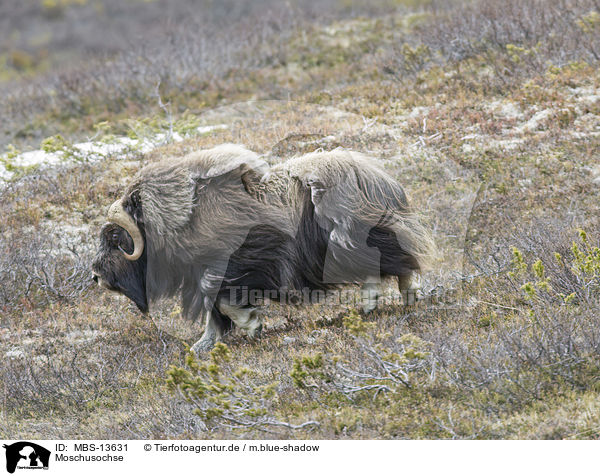 Moschusochse / musk ox / MBS-13631
