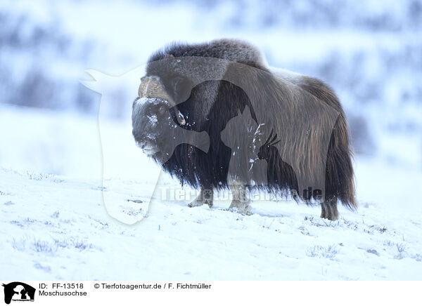 Moschusochse / musk ox / FF-13518