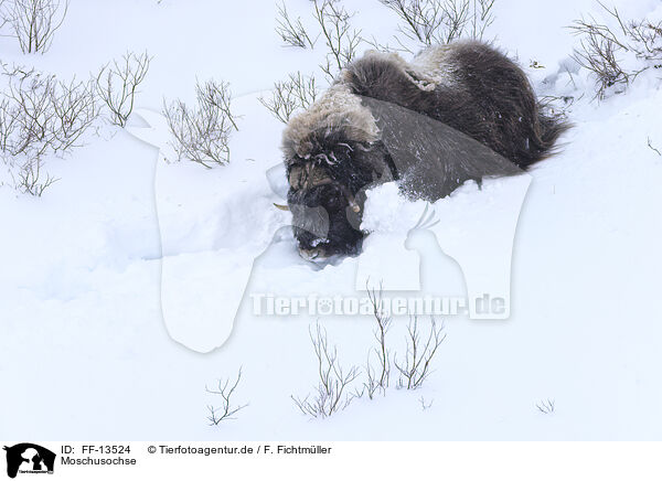 Moschusochse / musk ox / FF-13524