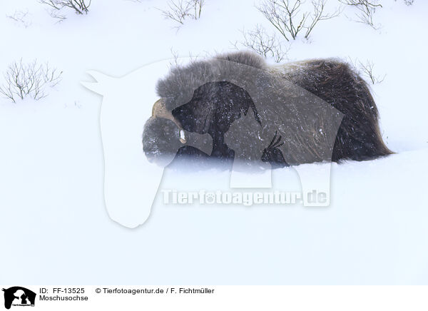 Moschusochse / musk ox / FF-13525
