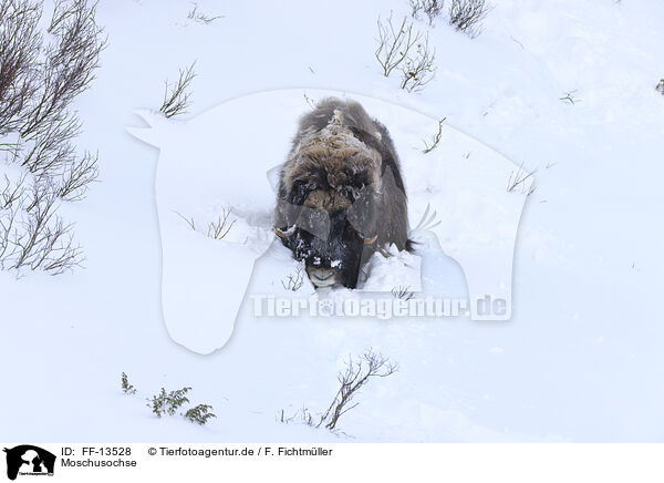 Moschusochse / musk ox / FF-13528