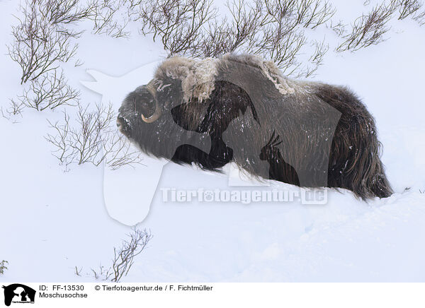 Moschusochse / musk ox / FF-13530