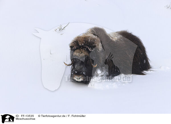 Moschusochse / musk ox / FF-13535