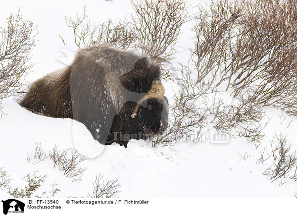 Moschusochse / musk ox / FF-13540
