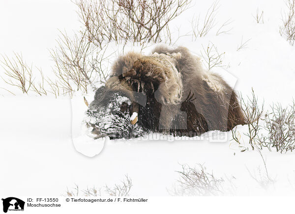 Moschusochse / musk ox / FF-13550