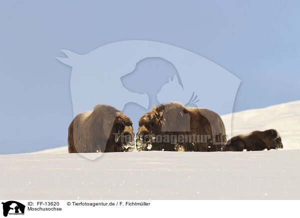 Moschusochse / musk ox / FF-13620