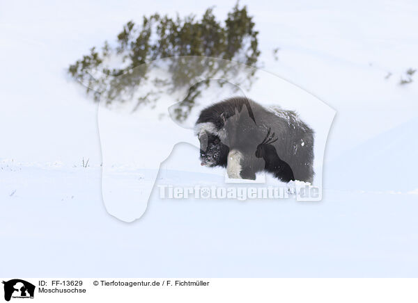 Moschusochse / musk ox / FF-13629