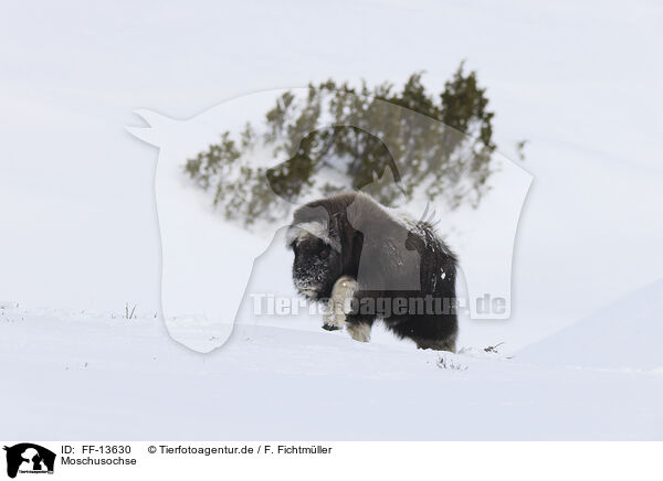 Moschusochse / musk ox / FF-13630