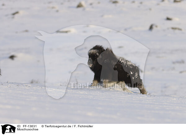 Moschusochse / musk ox / FF-13631