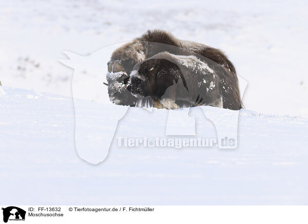 Moschusochse / musk ox / FF-13632