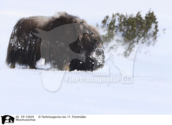 Moschusochse / musk ox / FF-13635