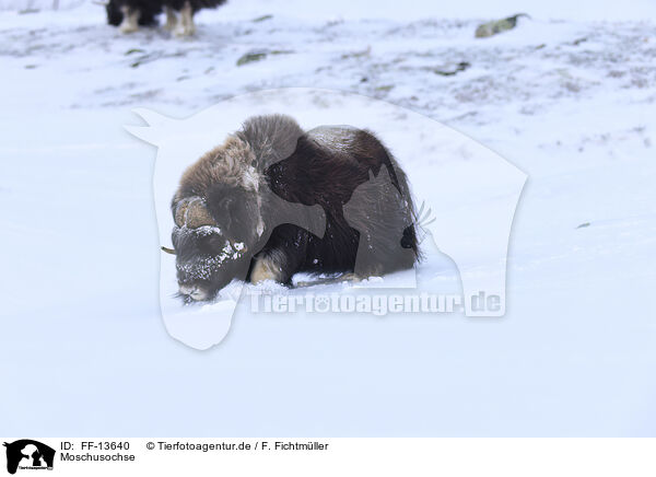 Moschusochse / musk ox / FF-13640