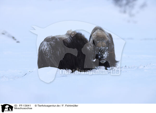 Moschusochse / musk ox / FF-13641