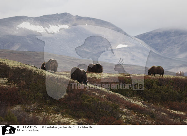 Moschusochsen / musk oxes / FF-14375