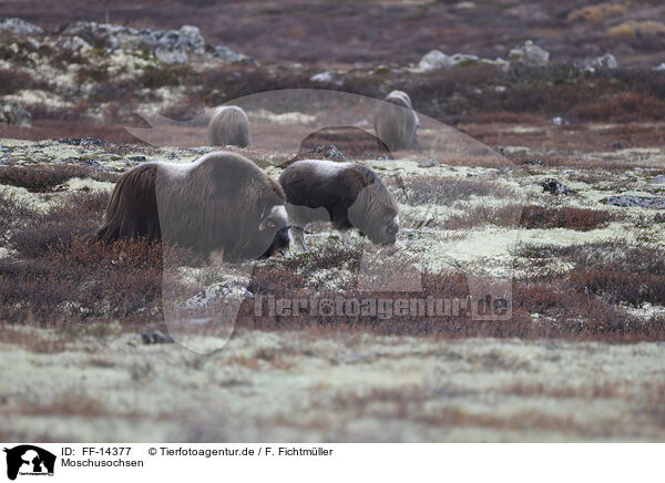 Moschusochsen / musk oxes / FF-14377