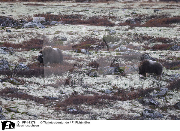 Moschusochsen / musk oxes / FF-14378