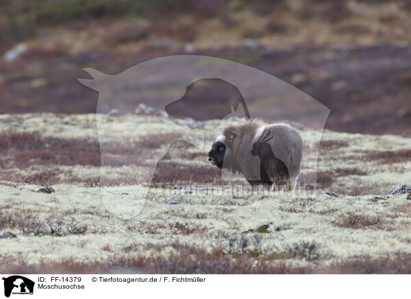 Moschusochse / musk ox / FF-14379