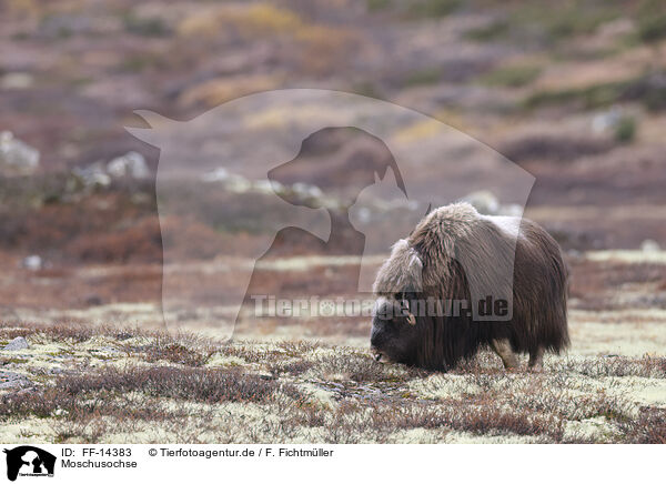 Moschusochse / musk ox / FF-14383