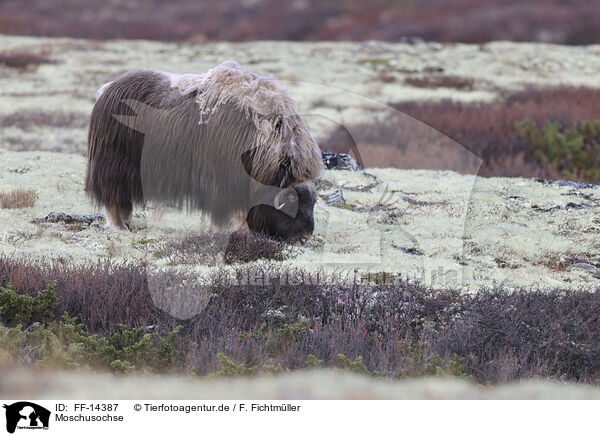 Moschusochse / musk ox / FF-14387