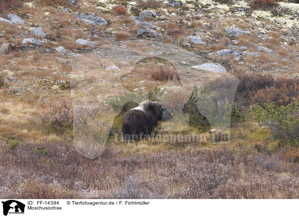 Moschusochse / musk ox / FF-14394