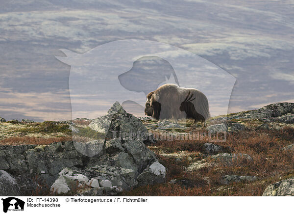 Moschusochse / musk ox / FF-14398