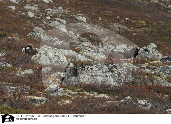 Moschusochsen / musk oxes / FF-14405