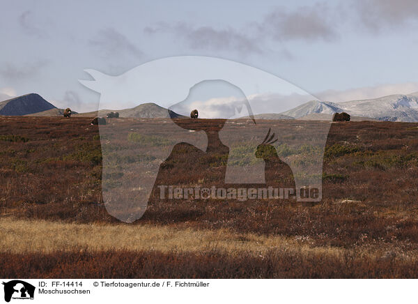 Moschusochsen / musk oxes / FF-14414