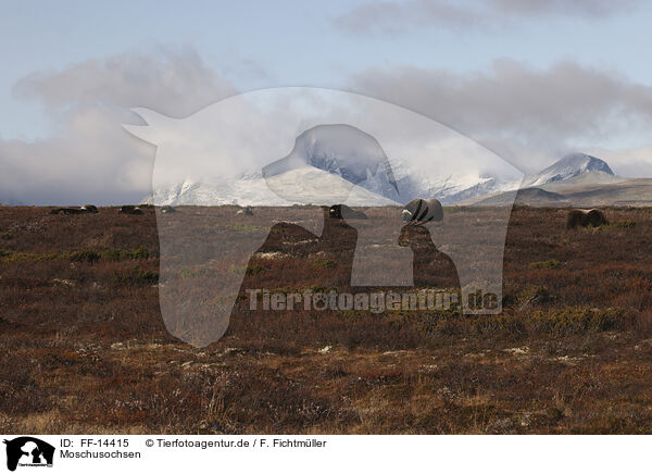 Moschusochsen / musk oxes / FF-14415