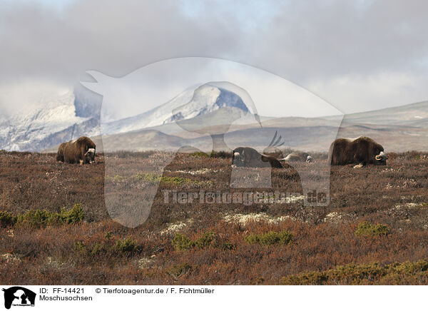 Moschusochsen / musk oxes / FF-14421