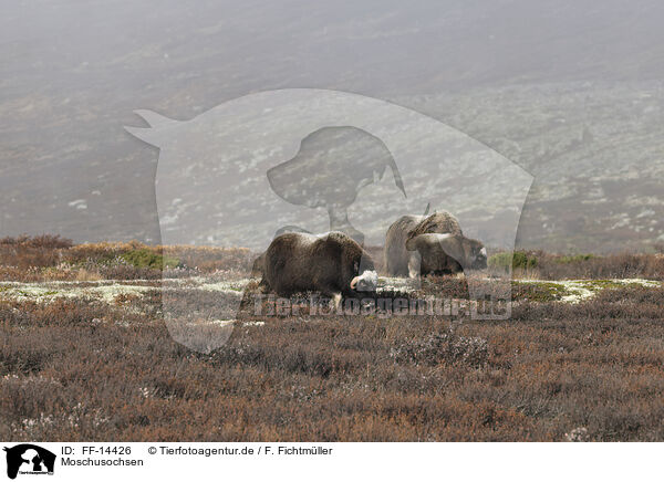 Moschusochsen / musk oxes / FF-14426