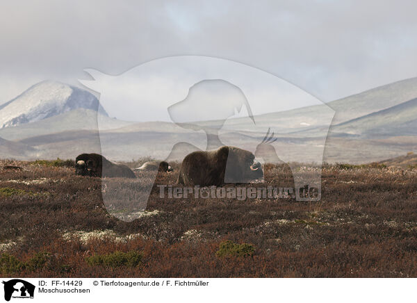 Moschusochsen / musk oxes / FF-14429