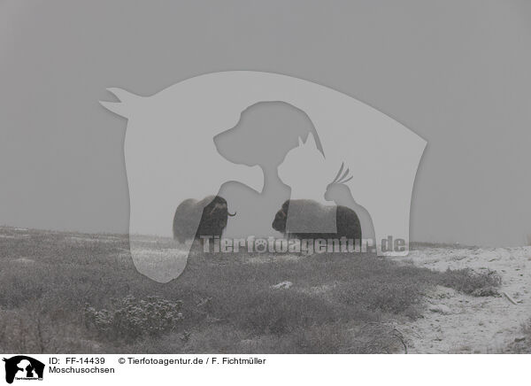Moschusochsen / musk oxes / FF-14439
