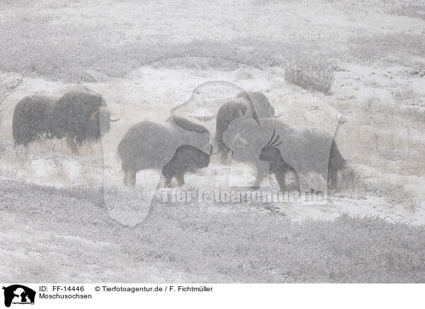 Moschusochsen / musk oxes / FF-14446