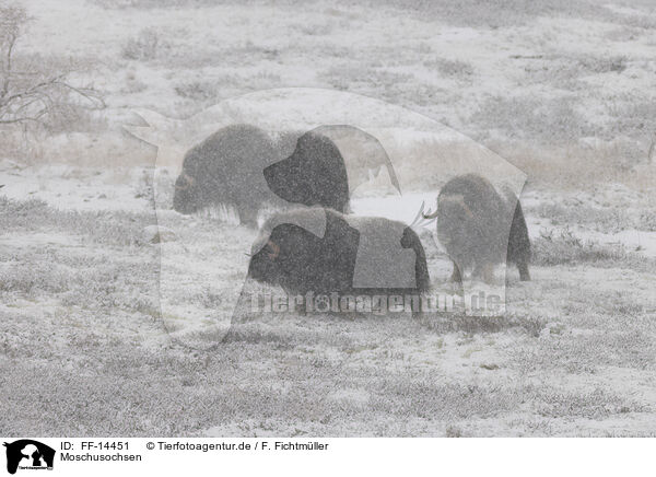 Moschusochsen / musk oxes / FF-14451
