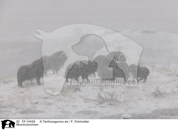 Moschusochsen / musk oxes / FF-14458