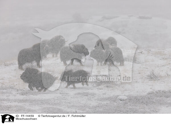 Moschusochsen / musk oxes / FF-14459