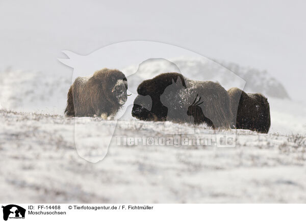 Moschusochsen / musk oxes / FF-14468