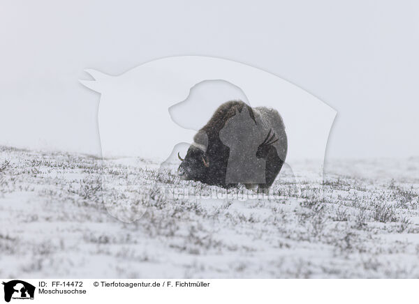 Moschusochse / musk ox / FF-14472