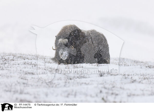 Moschusochse / musk ox / FF-14475