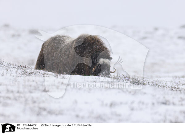 Moschusochse / musk ox / FF-14477