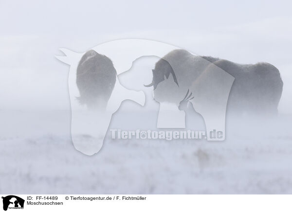 Moschusochsen / musk oxes / FF-14489