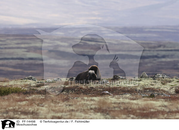 Moschusochse / musk ox / FF-14498