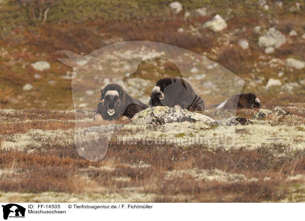 Moschusochsen / musk oxes / FF-14505