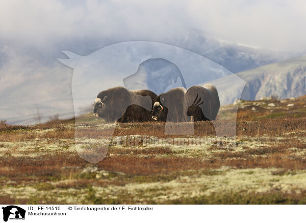 Moschusochsen / musk oxes / FF-14510
