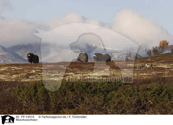 Moschusochsen / musk oxes / FF-14515