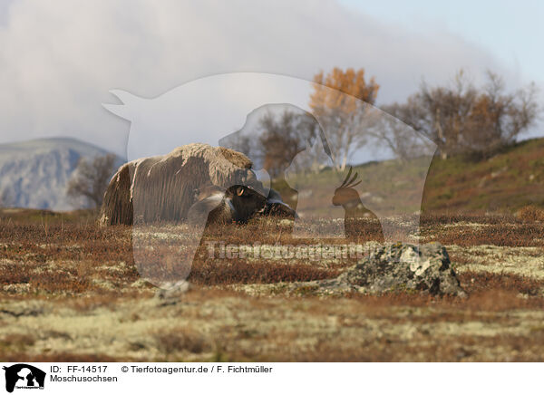 Moschusochsen / musk oxes / FF-14517