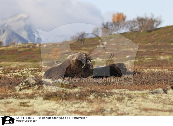 Moschusochsen / musk oxes / FF-14518